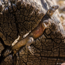Common Chuckwalla Lizard-14
