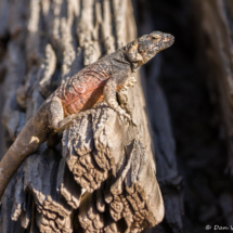 Common Chuckwalla Lizard-16