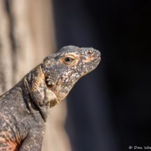 Common Chuckwalla Lizard-17