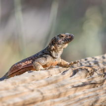 Common Chuckwalla Lizard-18