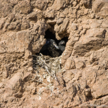 Common Raven Chicks in Nest-01