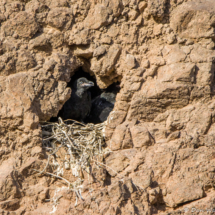 Common Raven Chicks in Nest-02
