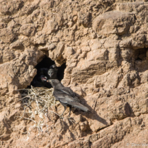 Common Raven feeding chicks-02