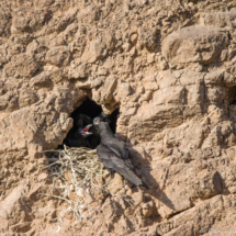 Common Raven feeding chicks-03
