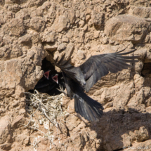 Common Raven feeding chicks-04