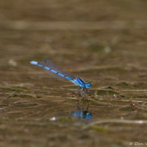Common blue damselfly-01