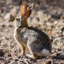 Desert Cottontail Rabbit-01