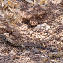 Desert Whiptail Lizard-02