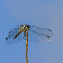 Dragonfly-01