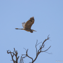 Great Blue Heron in Flight-01