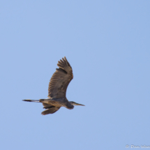 Great Blue Heron in Flight-02