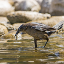 Great-tailed Grackle-female-01