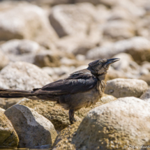 Great-tailed Grackle-female-02