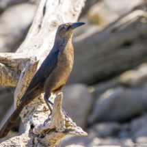 Great-tailed Grackle-female-03