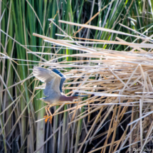 Green Heron in Flight-01