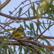 Hooded Oriole-Immature Male-02