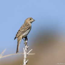 House Finch-Female-01
