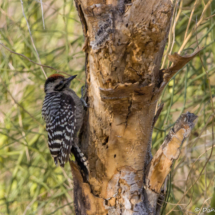 Ladderbacked Woodpecker-Male-01