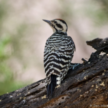 Ladderbacked Woodpecker-Male-02