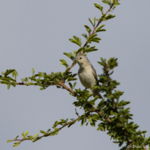Lucy's Warbler-01