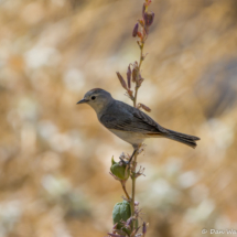 Lucy's Warbler-02