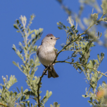 Lucy's Warbler-07