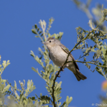 Lucy's Warbler-08
