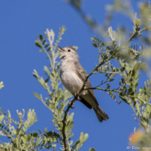 Lucy's Warbler-09