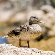 Mallard-Female-02