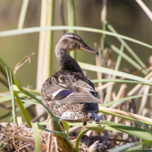 Mallard-Immature Male-01