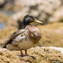 Mallard-Male-01