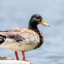 Mallard-Male-02