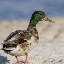 Mallard-Male-02