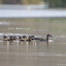 Mallard Mom with ducklings-01