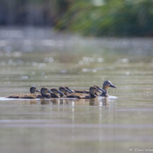 Mallard Mom with ducklings-02