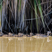 Mallard Mom with ducklings-03