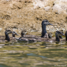 Mallard Mom with ducklings-04