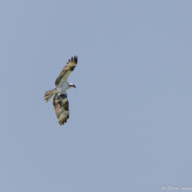 Osprey with Fish-01