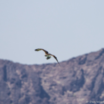 Osprey with Fish-02