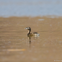 Pied-billed Grebe-01