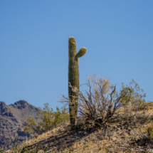 Saguaro Cactus with Bloom-01