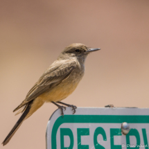 Say's Phoebe-01