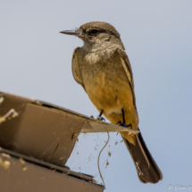 Say's Phoebe-02