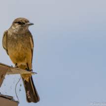 Say's Phoebe-03