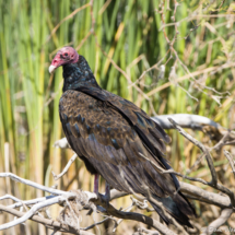 Turkey Vulture-01