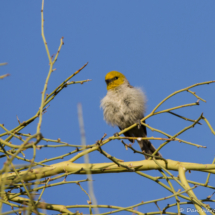 Verdin-01