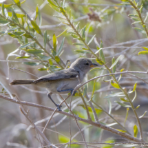 Verdin-02