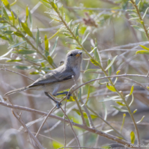 Verdin-03