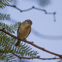 Warbling Vireo-01