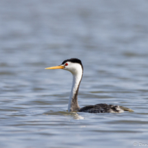 Western Grebe-02